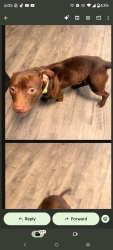 Found/Stray Male Dog last seen Near woodstone drive , San Antonio, TX 78230