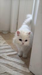 Reunited Female Cat last seen Fern leaf ln, Corona, CA 92881