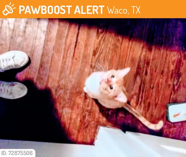 Found/Stray Male Cat last seen Waco, Waco, TX 76702