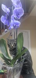 Lost Male Cat last seen Indian Hills subdivision , Murfreesboro, TN 37127