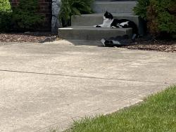 Found/Stray Unknown Cat last seen Worth Ct and Saphire Drive, Carmel, IN 46032