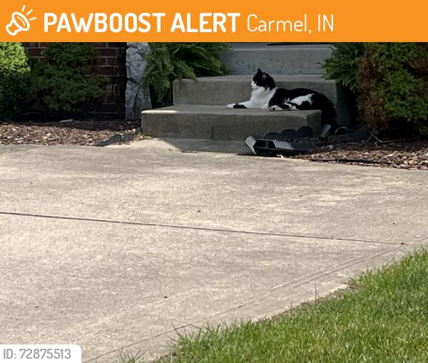 Found/Stray Unknown Cat last seen Worth Ct and Saphire Drive, Carmel, IN 46032