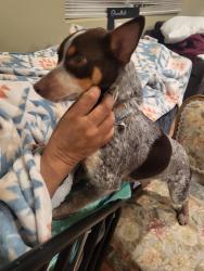 Lost Male Dog last seen Shields/Cornelia , Fresno, CA 93722