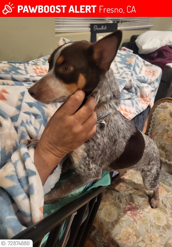 Lost Male Dog last seen Shields/Cornelia , Fresno, CA 93722