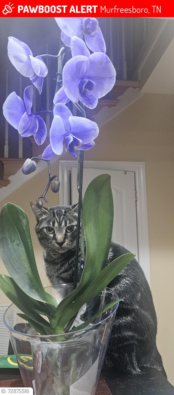 Lost Male Cat last seen Indian Hills subdivision, Murfreesboro, TN 37127