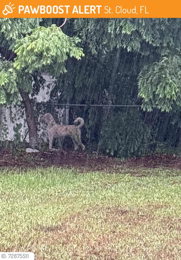 Found/Stray Unknown Dog last seen old canoe creek road, St. Cloud, FL 34769
