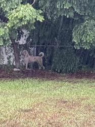 Found/Stray Unknown Dog last seen old canoe creek road , St. Cloud, FL 34769