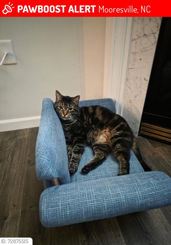 Lost Male Cat last seen Rocky river road , Mooresville, NC 28115