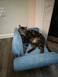 Lost Male Cat last seen Rocky river road , Mooresville, NC 28115