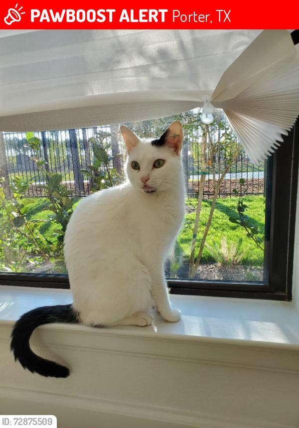 Lost Female Cat last seen Gateway Arch Dr in Highlands neighborhood, Porter, TX 77365