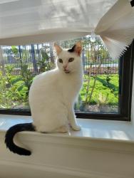Lost Female Cat last seen Gateway Arch Dr in Highlands neighborhood, Porter, TX 77365