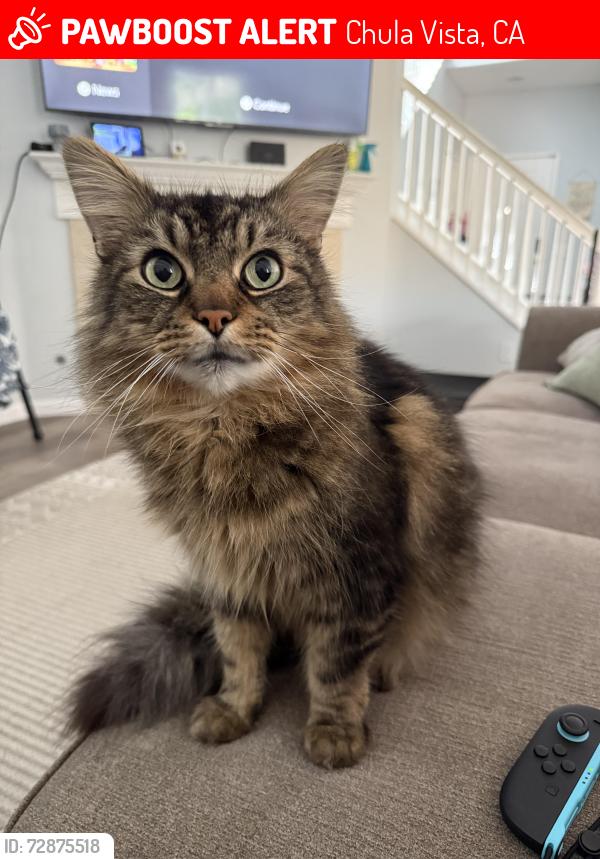 Lost Male Cat last seen Santa Cora & E. Palomar, Chula Vista, CA 91913