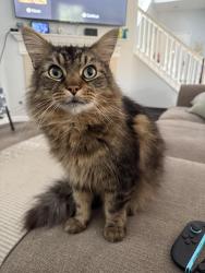 Lost Male Cat last seen Santa Cora & E. Palomar, Chula Vista, CA 91913