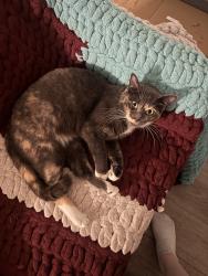 Lost Female Cat last seen Shoreside apmts, Everett, WA 98203