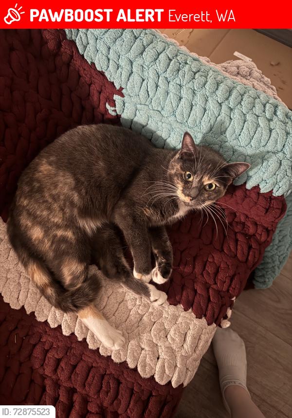 Lost Female Cat last seen Shoreside apmts, Everett, WA 98203