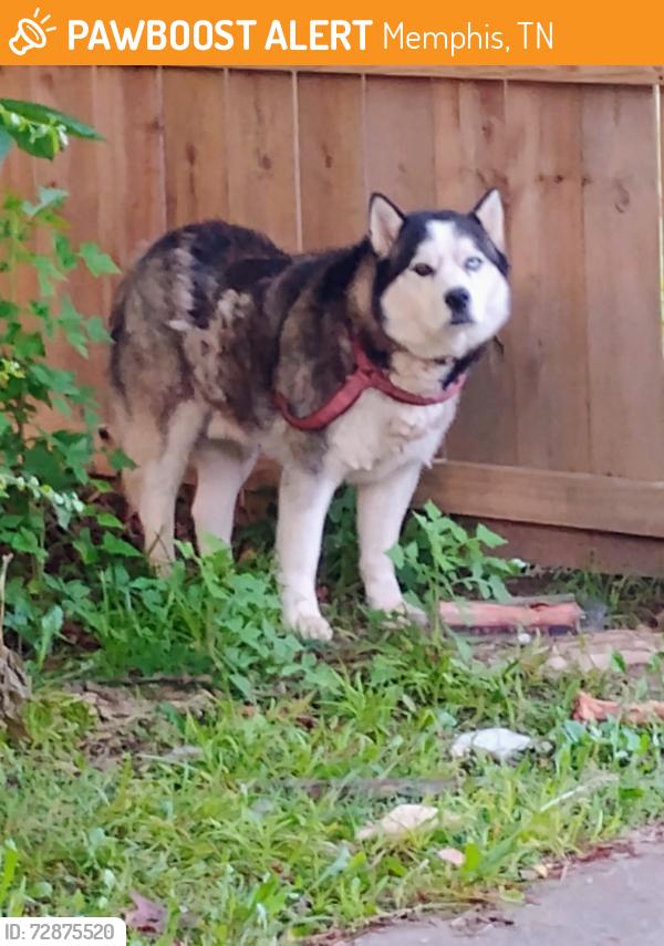 Found/Stray Unknown Dog last seen Creek - middle of neighborhood , Memphis, TN 38133