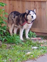Found/Stray Unknown Dog last seen Creek - middle of neighborhood , Memphis, TN 38133