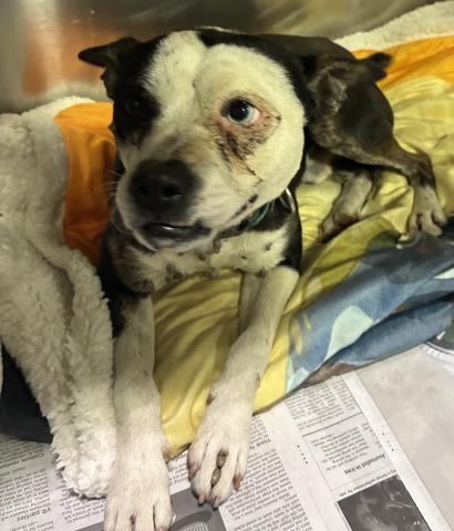 Shelter Stray Male Dog last seen Near BLOCK WATER ST, BAKERSFIELD CA 93305, Bakersfield, CA 93308