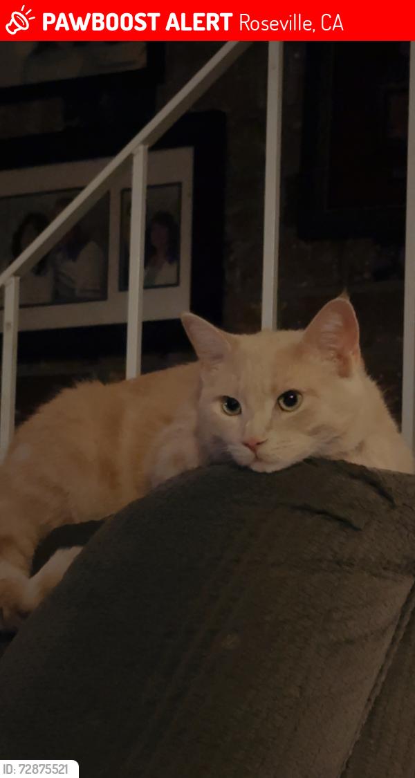 Lost Male Cat last seen Harding blvd , Roseville, CA 95678