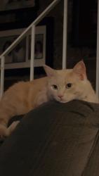 Lost Male Cat last seen Harding blvd , Roseville, CA 95678