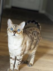 Reunited Female Cat last seen Near GALLANT MAN DR HOLLYWOOD MD 20636, Hollywood, MD 20636