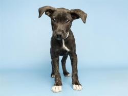 Shelter Stray Female Dog last seen CALLE TOMI/CALLE WOI, Phoenix, AZ 85008