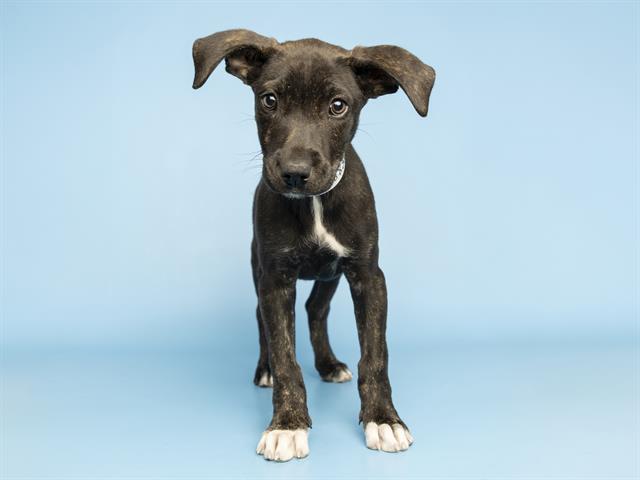 Shelter Stray Female Dog last seen CALLE TOMI/CALLE WOI, Phoenix, AZ 85008