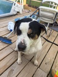 Found/Stray Female Dog last seen route 88, Allenport, PA 15412