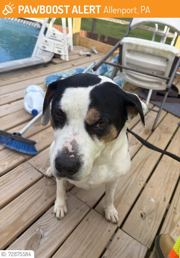 Found/Stray Female Dog last seen route 88, Allenport, PA 15412