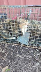 Found/Stray Female Cat last seen Railroad tracks, Lincolnton, NC 28092