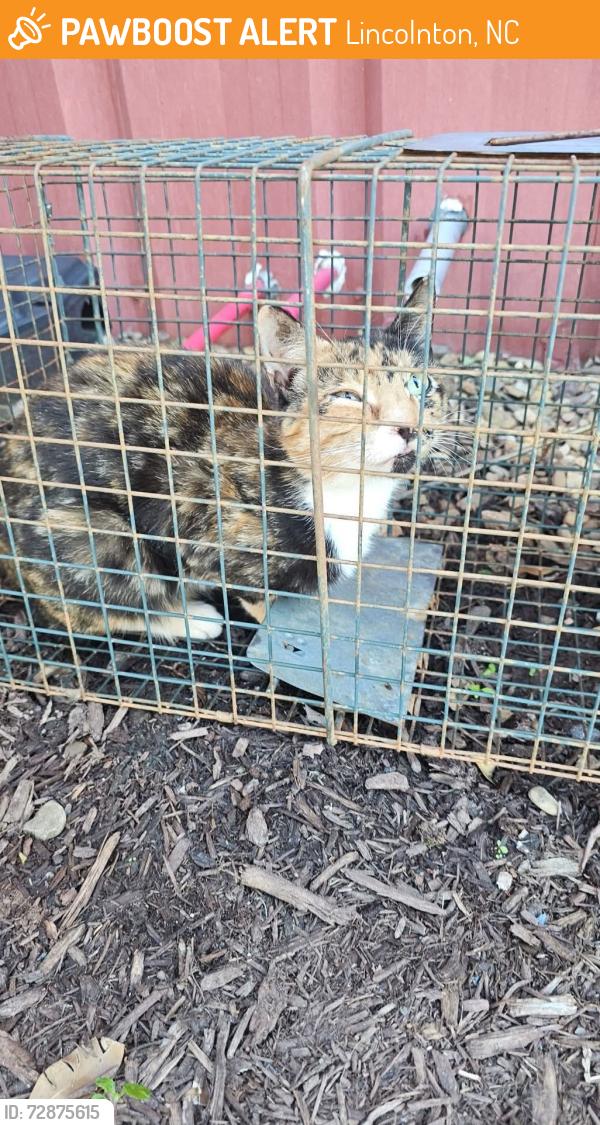 Found/Stray Female Cat last seen Railroad tracks, Lincolnton, NC 28092