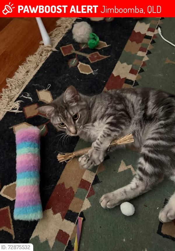 Lost Female Cat last seen 28-34 Abell Road, Jimboomba , Jimboomba, QLD 4280