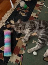 Lost Female Cat last seen 28-34 Abell Road, Jimboomba , Jimboomba, QLD 4280