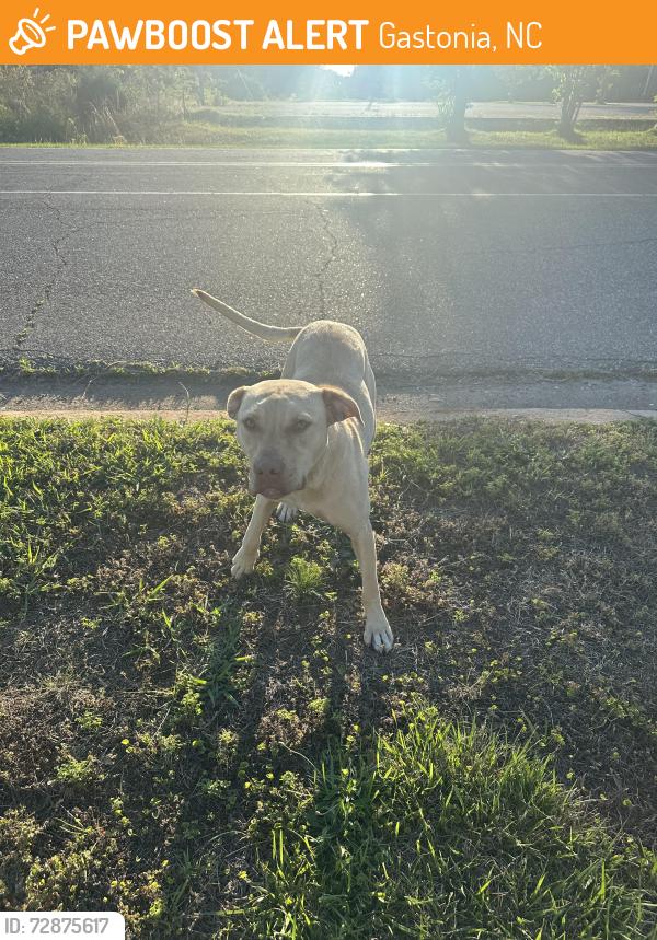 Found/Stray Female Dog last seen holy jerusalem , Gastonia, NC 28052
