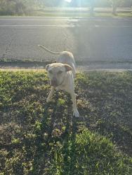 Found/Stray Female Dog last seen holy jerusalem , Gastonia, NC 28052