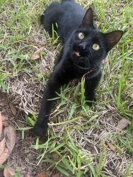 Lost Female Cat last seen Rose Hill cemetery , Fort Worth, TX 76112
