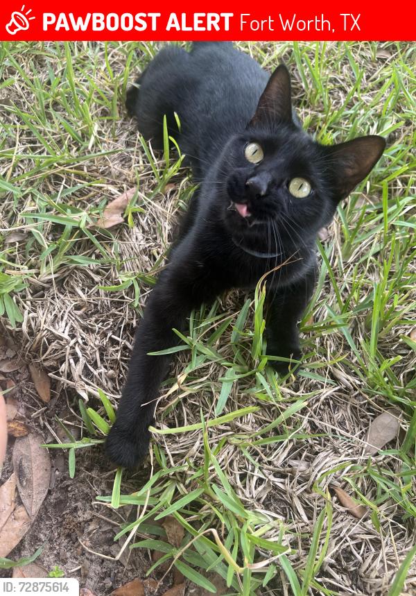 Lost Female Cat last seen Rose Hill cemetery , Fort Worth, TX 76112