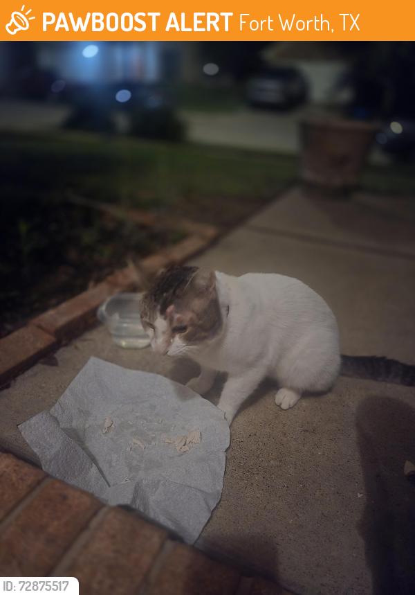 Found/Stray Unknown Cat last seen Trace Ridge and Eagle Trace Drive, Fort Worth, TX 76244