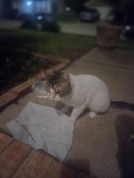 Found/Stray Unknown Cat last seen Trace Ridge and Eagle Trace Drive, Fort Worth, TX 76244