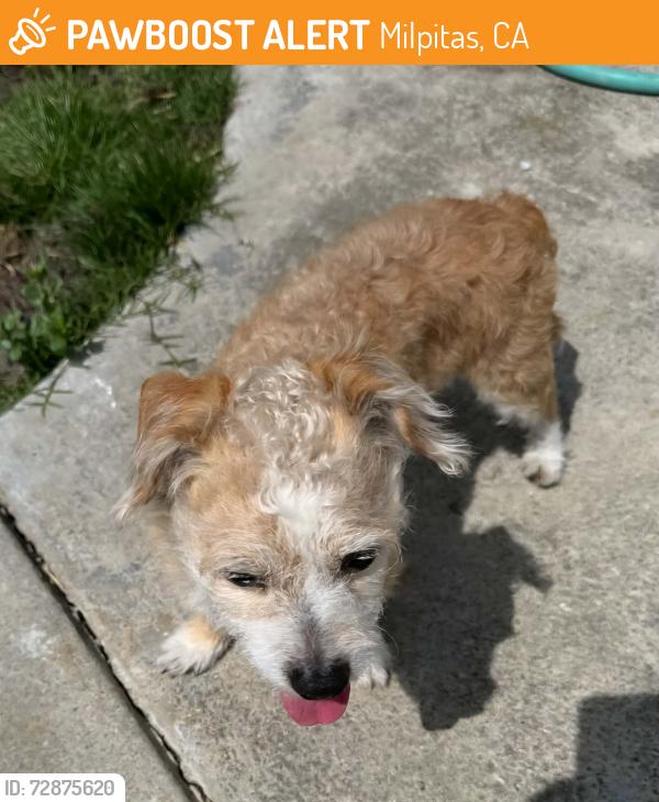 Found/Stray Male Dog last seen Calaveras and park Victoria near omega restaurant , Milpitas, CA 95035