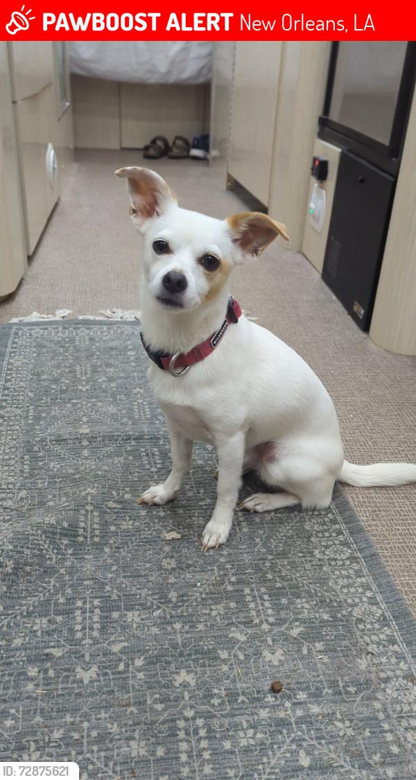 Lost Female Dog last seen Near Elysian Fields Ave, New Orleans, LA 70116, New Orleans, LA 70116