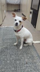 Lost Female Dog last seen Near Elysian Fields Ave, New Orleans, LA 70116, New Orleans, LA 70116