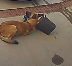 Found/Stray Male Dog last seen  Depot, Fontana, CA 92337