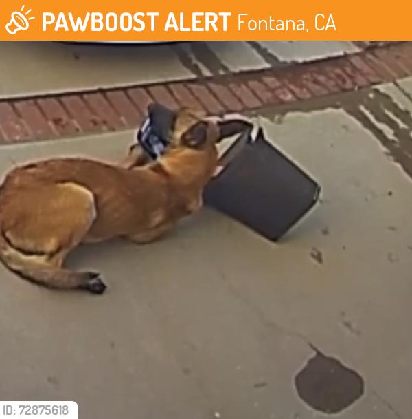 Found/Stray Male Dog last seen  Depot, Fontana, CA 92337