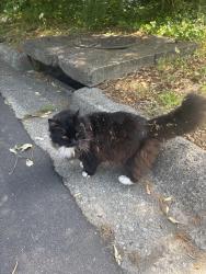Lost Male Cat last seen Off of Denna Place, near Cumming St. , Alpharetta, GA 30009