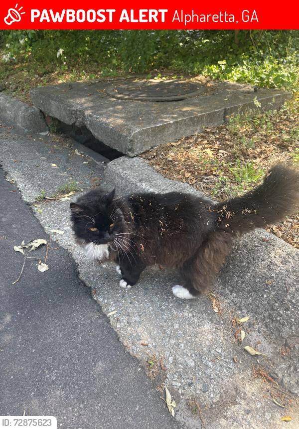 Lost Male Cat last seen Off of Denna Place, near Cumming St. , Alpharetta, GA 30009
