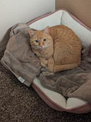 Lost Female Cat last seen Las Cadenas, Albuquerque, NM 87120