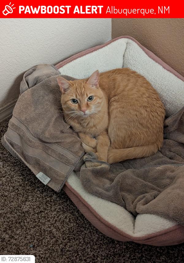 Lost Female Cat last seen Las Cadenas, Albuquerque, NM 87120