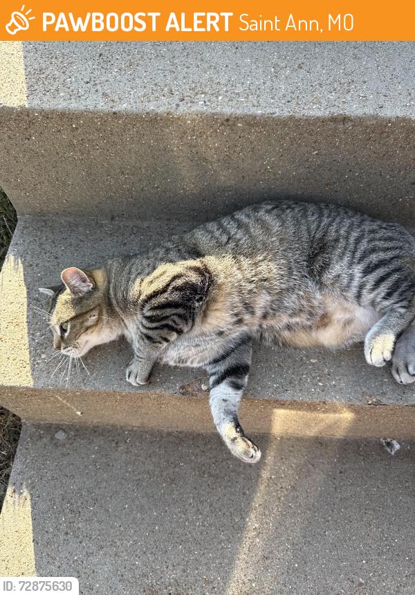 Found/Stray Unknown Cat last seen Theresa Ave, Saint Ann, MO 63074