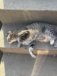 Found/Stray Unknown Cat last seen Theresa Ave, Saint Ann, MO 63074